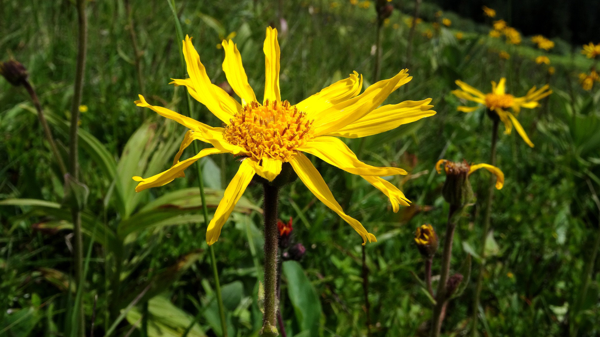 Arnika-Blüte